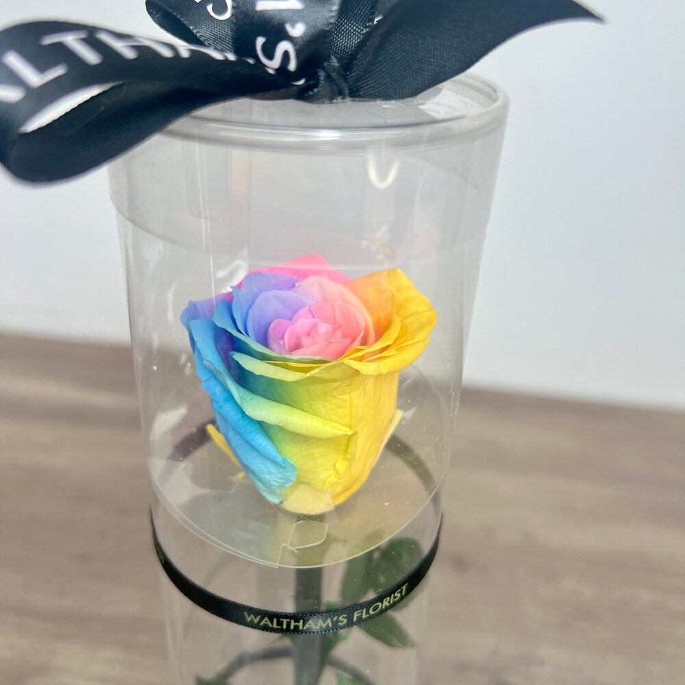 1 FOREVER LONG STEM ROSE (RAINBOW) in Waltham MA - Waltham's
