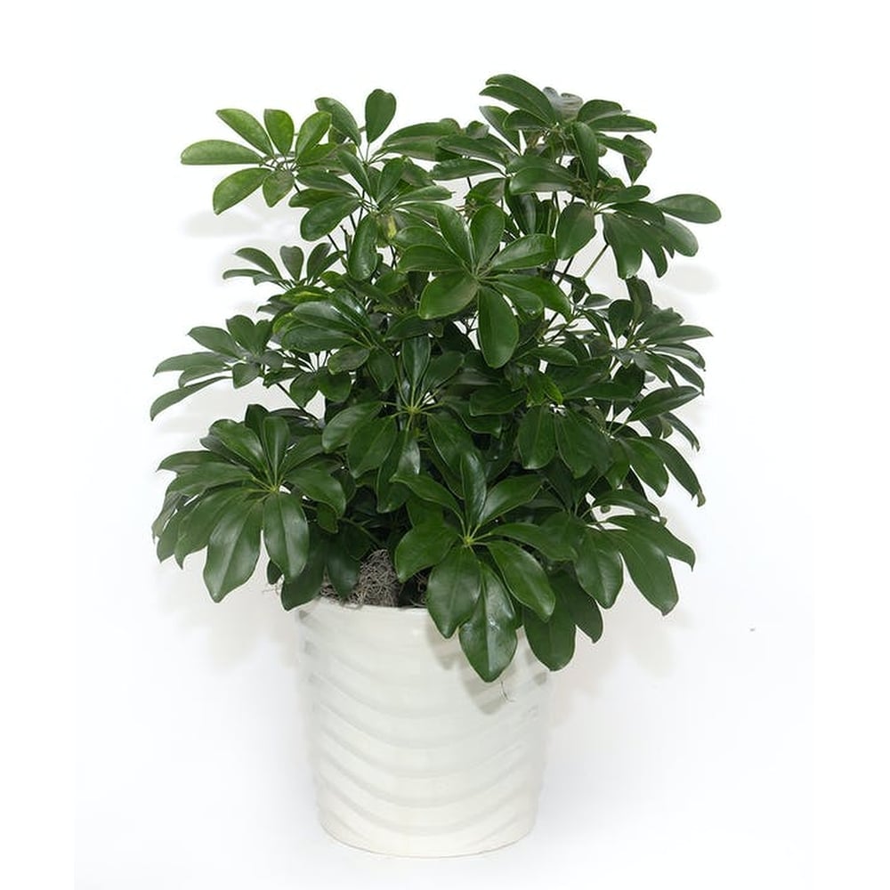 Schefflera Arboricola In Ceramic Pot