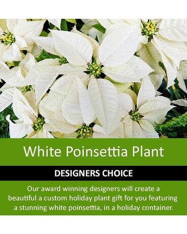 Designer's Choice White Poinsettia Design Flower Arrangement