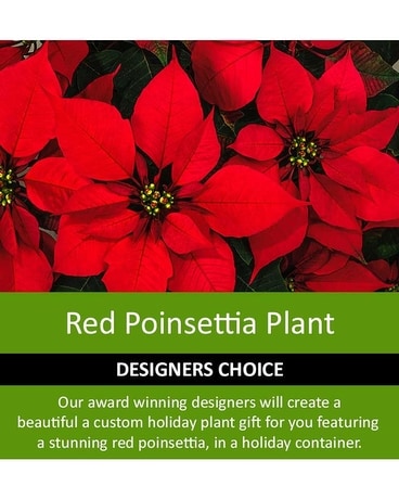 Designer's Choice Red Poinsettia Design Flower Arrangement
