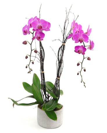 Purple Phaleonopsis Orchid Plant