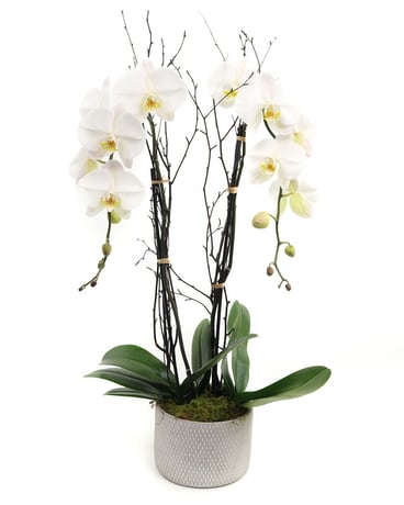 White Phaleonopsis Orchid Flower Arrangement
