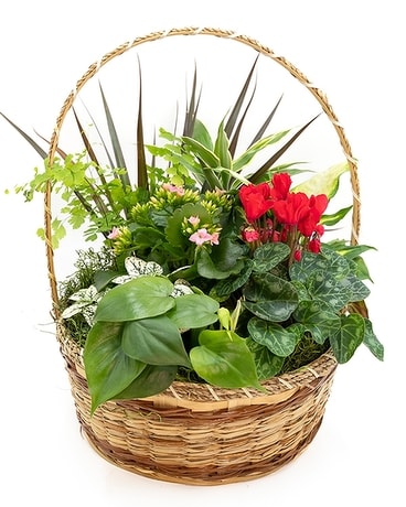 Huisman Flowering Basket 200 Flower Arrangement