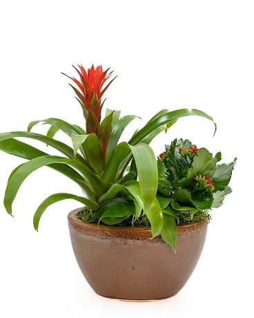 Huisman Tropical Dish Garden Flower Arrangement
