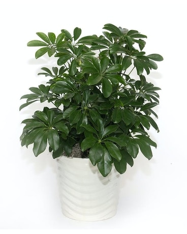 Schefflera Arboricola In Ceramic Pot Plant