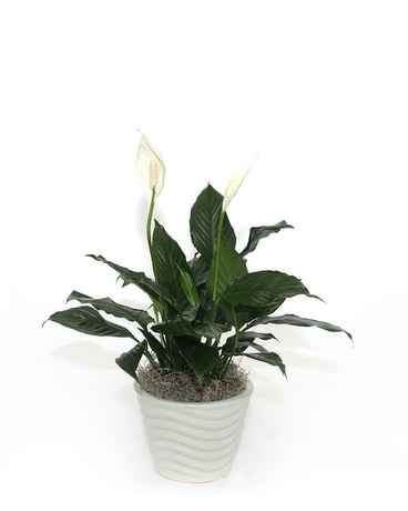 Peace Lily in Ceramic Pot Flower Arrangement