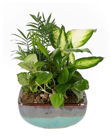 Serene Retreat Plant