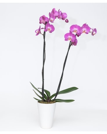 Double Stem Phalaenopsis Orchid Plant Plant