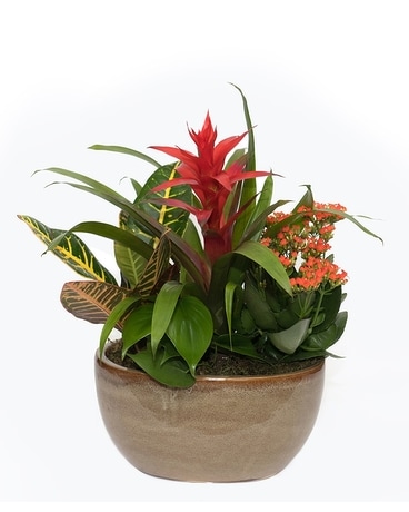 European Garden with Tropical Bromeliad Plant