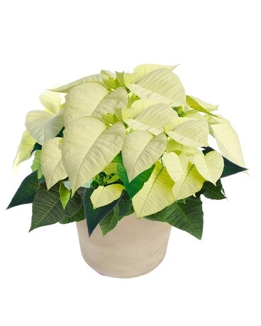 White Poinsettia Ceramic 6 inch Container Flower Arrangement
