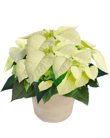 White Poinsettia Ceramic 8 Inch Container Flower Arrangement