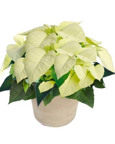White Poinsettia Ceramic 10 Inch Container Flower Arrangement