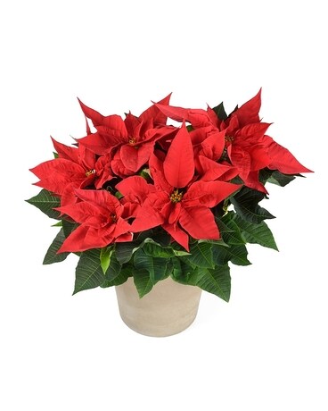 Red Poinsettia Ceramic 6 Inch Container Flower Arrangement