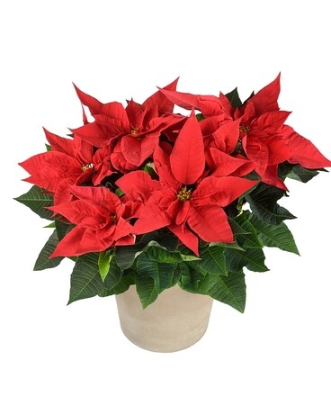 Red Poinsettia Ceramic 8 Inch Container Flower Arrangement