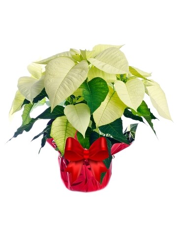 White Poinsettia Foil 6 Inch Container Flower Arrangement
