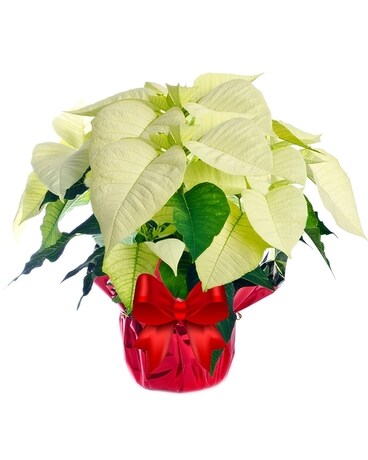 White Poinsettia Foil 8 Inch Container Flower Arrangement