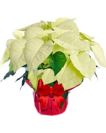 White Poinsettia Foil 10 Inch Container Flower Arrangement