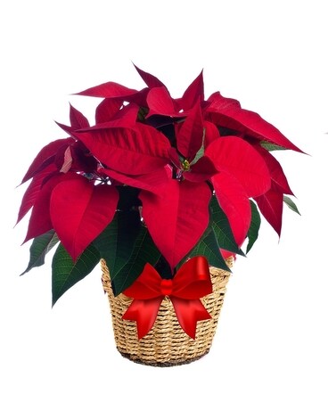 Red Poinsettia Basket 6 Inch Container Flower Arrangement