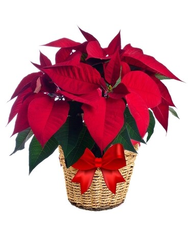 Red Poinsettia Basket 8 Inch Container Flower Arrangement