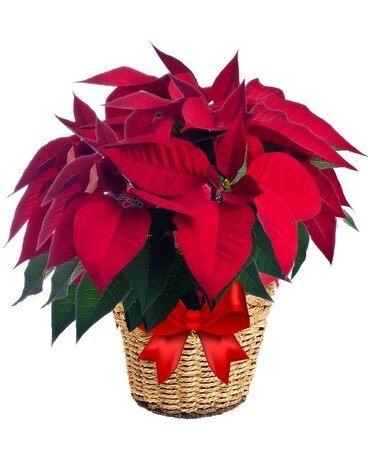 Red Poinsettia Basket 10 Inch Container Flower Arrangement