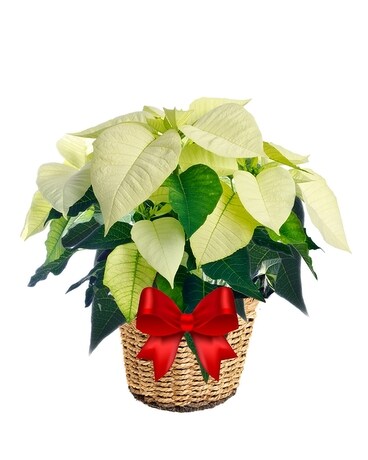 White Poinsettia Basket 6 Inch Container Flower Arrangement