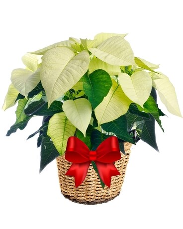 White Poinsettia Basket 8 Inch Container Flower Arrangement