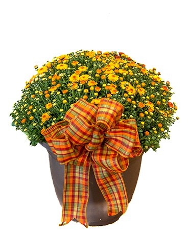 Autumn Chrysanthemum Flower Arrangement