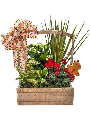 Ginger Bread Box Planter Plant