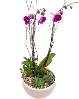Huisman Double Orchid Plant Flower Arrangement