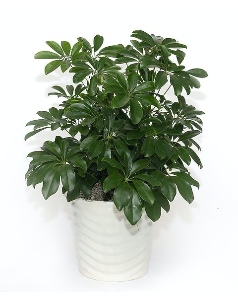 Schefflera Arboricola In Ceramic Pot