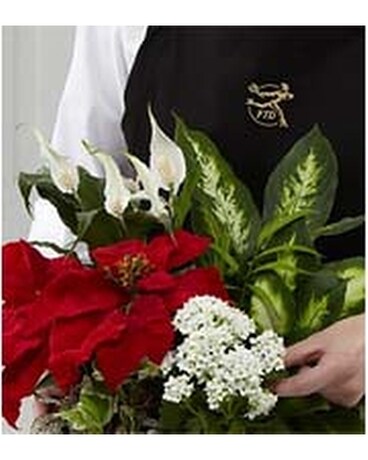 The FTD® Florist Designed Plants in a Basket Flower Arrangement