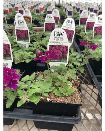 Garden Center Flower Arrangement