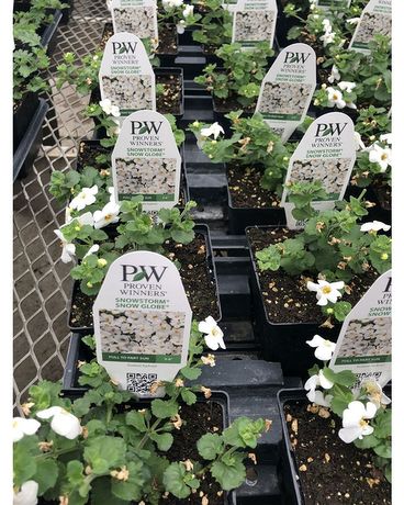 Garden Center Flower Arrangement