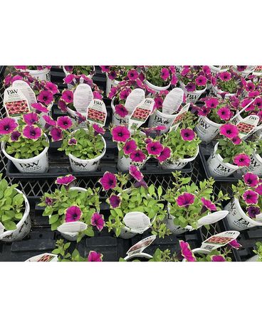 Garden Center Flower Arrangement