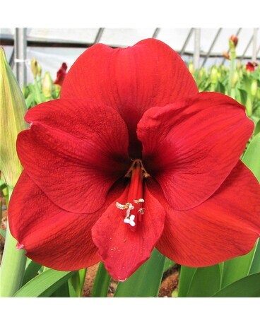 Amaryllis Plant Plant
