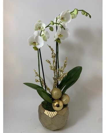 Holiday Orchid Gold Single Plant
