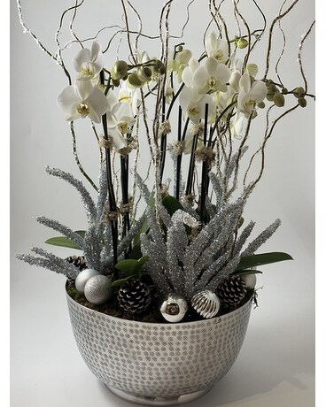 Holiday Orchid Gold Quad Plant