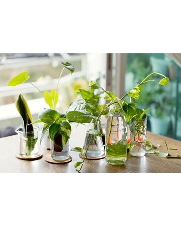 Plant Propagation 101 Workshop