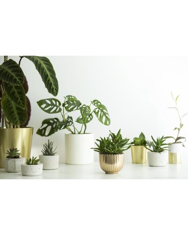 Plant Parenting Workshop
