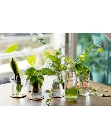 Plant Propagation 101 Workshop