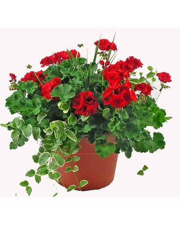 Combo Pot 12 Flower Arrangement
