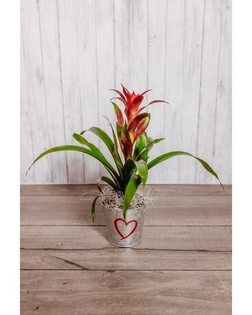 Bromeliad Plant