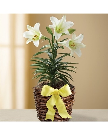 Easter Sentiments - Lily Plant Plant