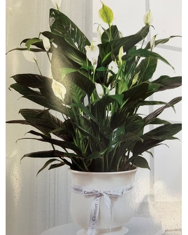 Comfort Planter Flower Arrangement