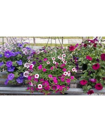 Delightful Hanging Basket Plant