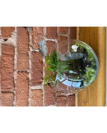 Forsberg's Living Terrarium Plant