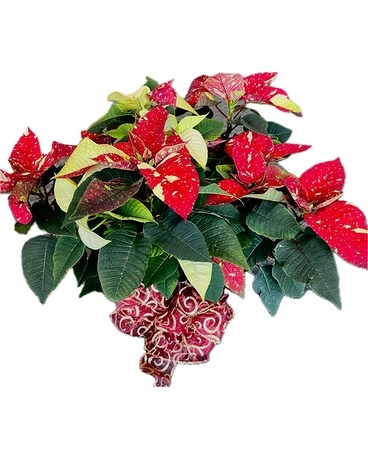 Triple Stem Poinsettia Wrapped in Foil Plant