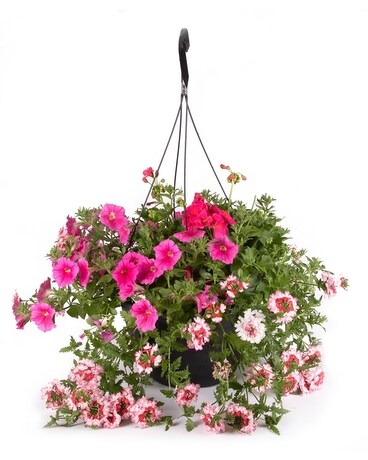 Outdoor Hanging Baskets Plant