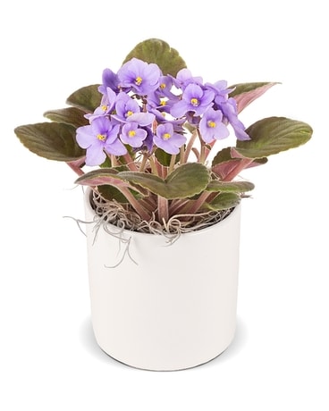 African Violet Plant