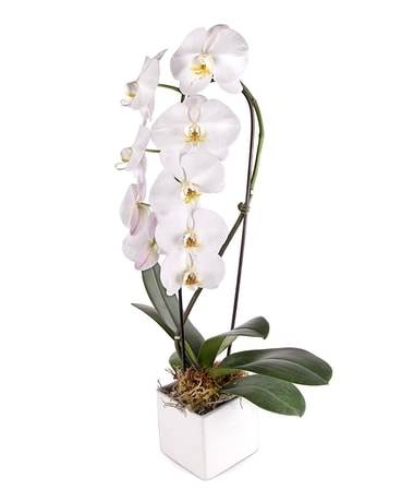 Ornate Orchid Plant